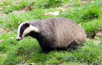 image of Badger in Yard